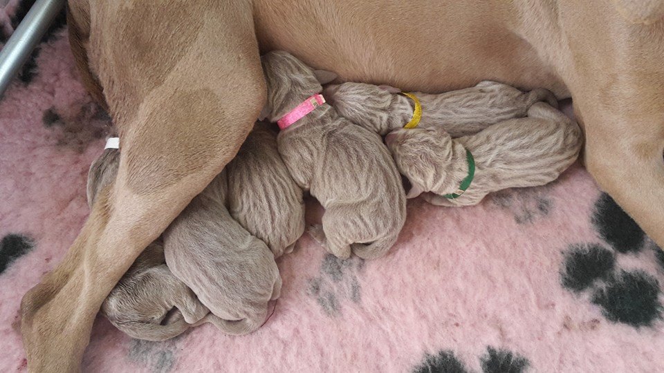 Weimaraner pups